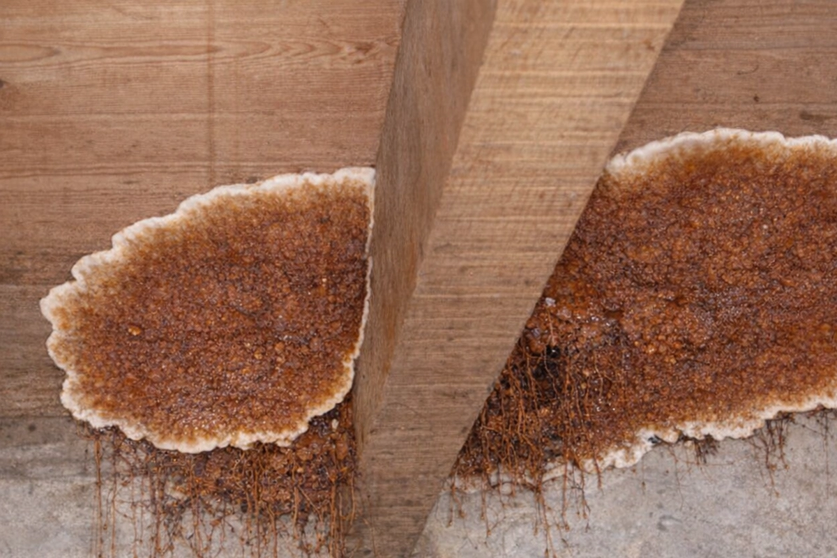 traitement champignon bois mérule