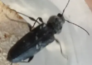 Traitement contre les punaises de lit