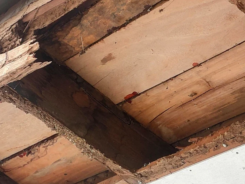 termites bois charpente La Rochelle infestation