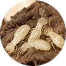 traitement termites
