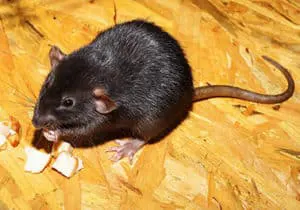 éradication de rats noirs
